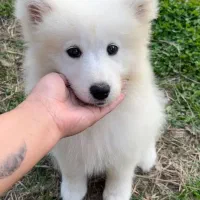 توله سگ سامویید ماده