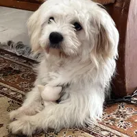 سگ گم شده/ ربوده شده (مژدگانی)
