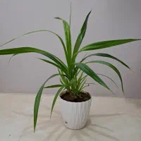 سانسوریا، گیاه آپارتمانی|گل و گیاه طبیعی|تبریز, |دیوار