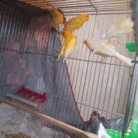 فروش قناری|پرنده|آباده, |دیوار