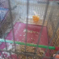 قناری ماده آماده جفت