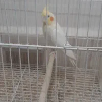 عروس هلندی