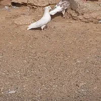 کبوتر رنگی