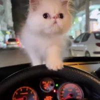 واگذاری گربه پرشین سوپرفلت|گربه|ارومیه, |دیوار