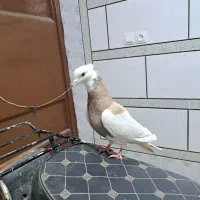 کبوتر رنگی طوقی کرم|پرنده|باغ بهادران, |دیوار