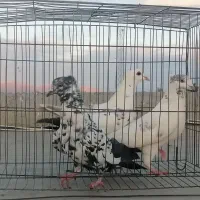 کبوتر ساده دم کاکلی نر، دم سیاه کاکلی ماده