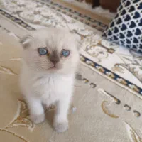 گربه اسکاتیش