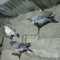 کفتر|پرنده|رضویه, |دیوار