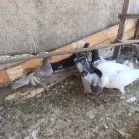 7تا کبوتر نر  گرفتنی پرنده