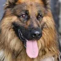 واگذاری سگ ماده ژرمن شولاین مو بلند