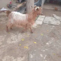 بزغاله چاق نزاییده