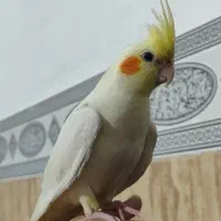 عروس هلندی نر دستی ۶ ماهه