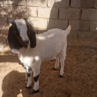 فروش دو عدد بزغاله نر وماده پاکستانی