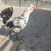 مرغ گلین لوری