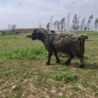 میش ترکی|حیوانات|مسجد سلیمان, |دیوار