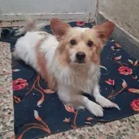 فروش سگ روباهی|سگ|کارون, |دیوار