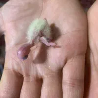 عروس هلندی|پرنده|قدس, شهرقدس|دیوار