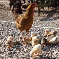 مرغ گرک با جوجه ها