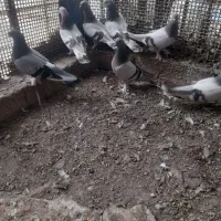 کبوتر ترکیه ای