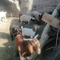 فروش تعدادی بز و بره|حیوانات مزرعه|بیرجند, |دیوار