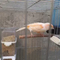 قناری ماده یک ساله|پرنده|دینور, |دیوار