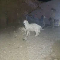 بره نر