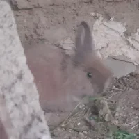 خرگوش پشمالو دونه|موش و خرگوش|سراوان, |دیوار