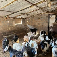 دام گوسفند بره میش بز بزغاله|حیوانات مزرعه|مهدی شهر, |دیوار