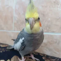 عروس هلندی نر سخنگو|پرنده|اهواز, سپیدار|دیوار