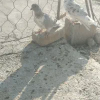 کفتر گرگی هفت رنگ