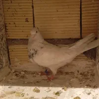 کبوتر|پرنده|بیستون, |دیوار