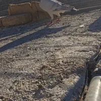 دوتا هفرنگ|پرنده|اسفراین, |دیوار