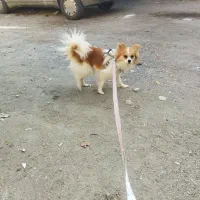 سگ میکس پامر اشپیتز و پامر روباهی نر و ماده