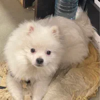 سگ پامر سفید ۶ ماهه