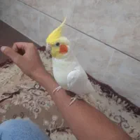 تعدادی عروس م و ل د