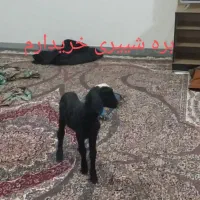 بره شیری نر