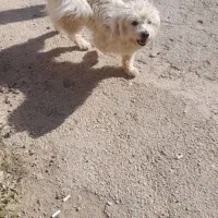 سگ پا کوتاه