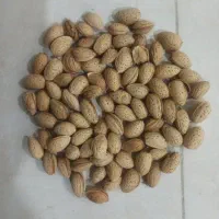 خرید و فروش بادام اذر و یاماگا
