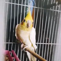 یک جفت|پرنده|اهواز, کمپلو جنوبی|دیوار