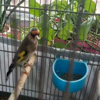 سهره جوجه سال|پرنده|ری, امین آباد|دیوار