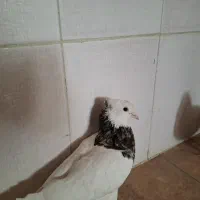 کبوتر|پرنده|نیشابور, منظر|دیوار