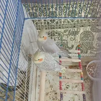 عروس هلندی|پرنده|چنگ الماسی, |دیوار