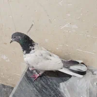 کفتر پاکستانی و پلاکی|پرنده|پاکدشت, حصار امیر|دیوار