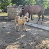 اسب شجره داره|اسب و تجهیزات اسب‌سواری|سنندج, |دیوار