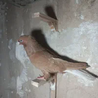 کفتر|پرنده|مشهد, شیرحصار|دیوار