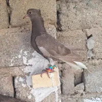 قهوایی دمپاک