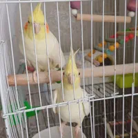 عروس هلندی با کلیه وسایل|پرنده|گلبهار, شهر جدید گلبهار|دیوار