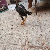 دو عدد جوجه لاری آصیل