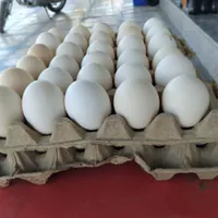 تخم‌ مرغ