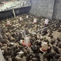 پرورش بلدرچین|حیوانات مزرعه|قائم‌شهر, |دیوار